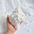 Large Conch Shell Candle – sea shell soy wax candle, styled on shelf