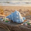 Large Conch Shell Candle – beach house accent candle, top view