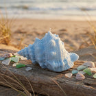 Large Conch Shell Candle – beach house accent candle, top view